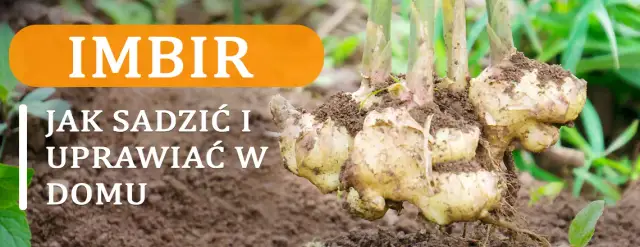 Jak uprawiać imbir w domu - proste kroki do sukcesu w ogrodzie