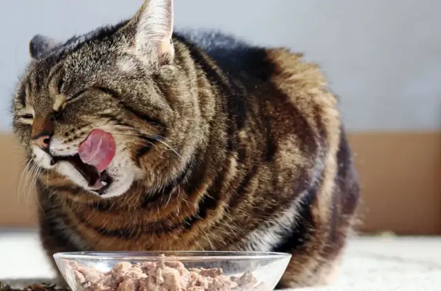 Czy koty mogą jeść wieprzowinę? Ważne informacje o bezpieczeństwie