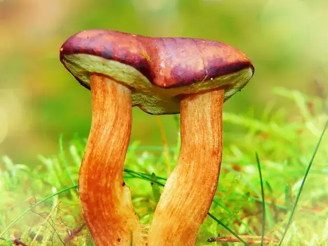 Gdzie na grzyby z noclegiem? Odkryj idealne miejsca na wypoczynek