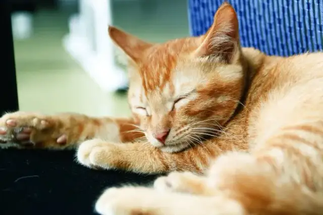 Jakie zwierzątko dla dziecka w bloku? Oto najlepsze opcje dla rodziców