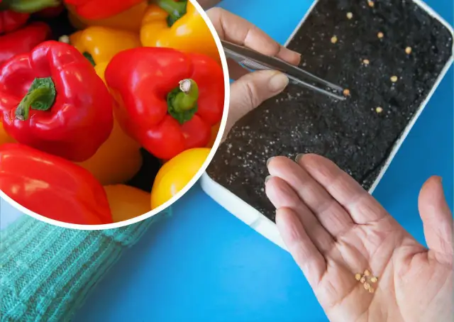 Jak sadzić paprykę z nasion w doniczce, aby uniknąć błędów