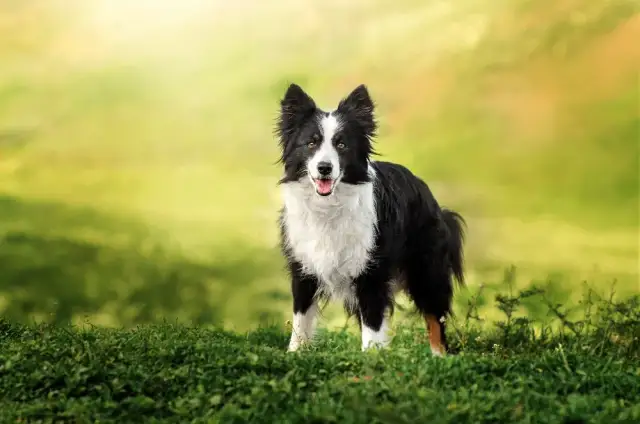 Tresura border collie: Klucz do szczęśliwego psa i spokojnego domu?