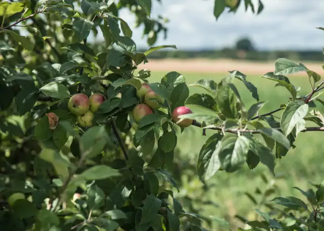 Gałąź jabłoni z niedojrzałymi jabłkami na tle zielonego pola.