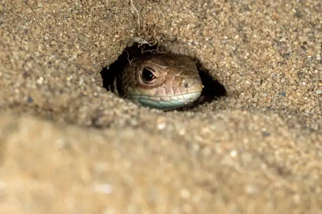 Gdzie mieszkają jaszczurki? Odkryj ich siedliska w Polsce i na świecie