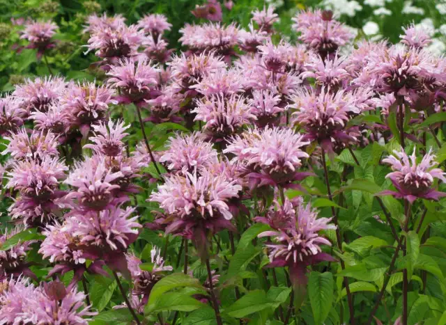 Skuteczne rośliny i metody, które odstraszają kleszcze w ogrodzie