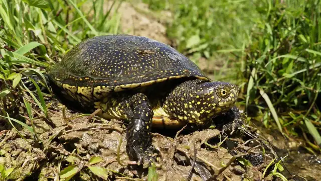 Co jedzą żółwie błotne? Odkryj ich niezwykłe nawyki żywieniowe