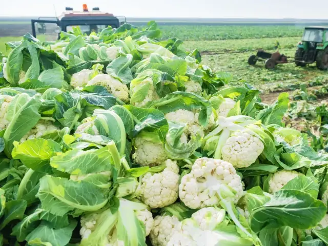 Uprawa kalafiora: klucz do sukcesu i idealnych róż w ogrodzie