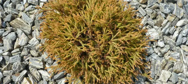 Jak czyścić żwir w ogrodzie, by uniknąć problemów i utrzymać porządek