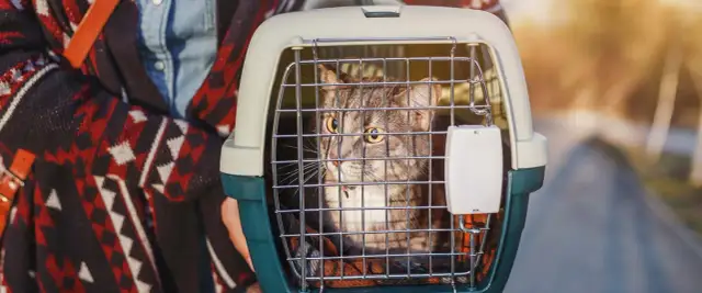 Bezpieczny transport kota: przewodnik po metodach i formalnościach