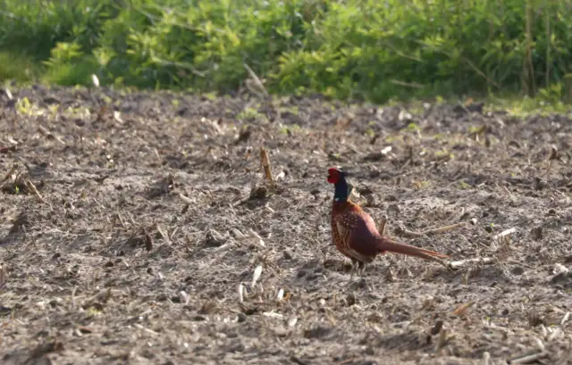 Kiedy można polować na bażanty? Terminy i zasady