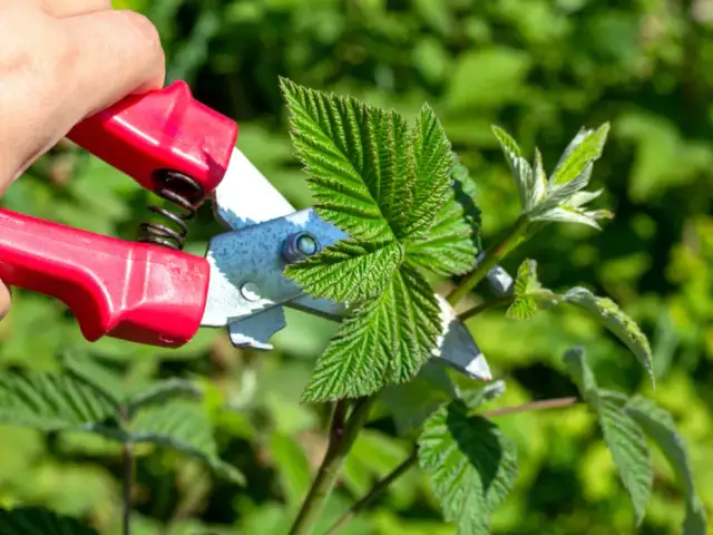 Jak przycinać maliny wiosną? Poradnik krok po kroku