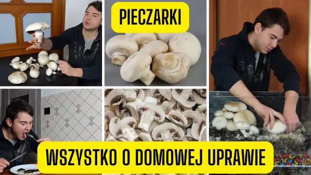 Jak uprawiać pieczarki w domu - proste kroki dla początkujących