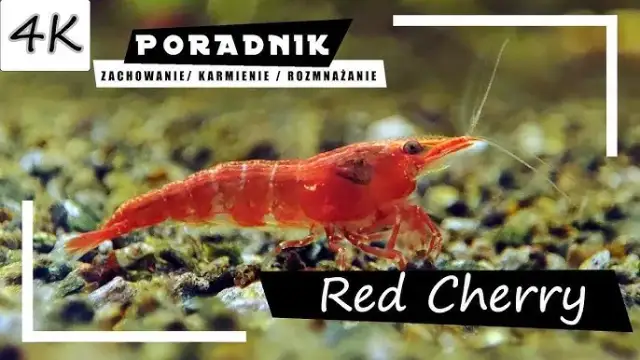 Jak krewetki się rozmnażają - poznaj sekrety skutecznego rozmnażania