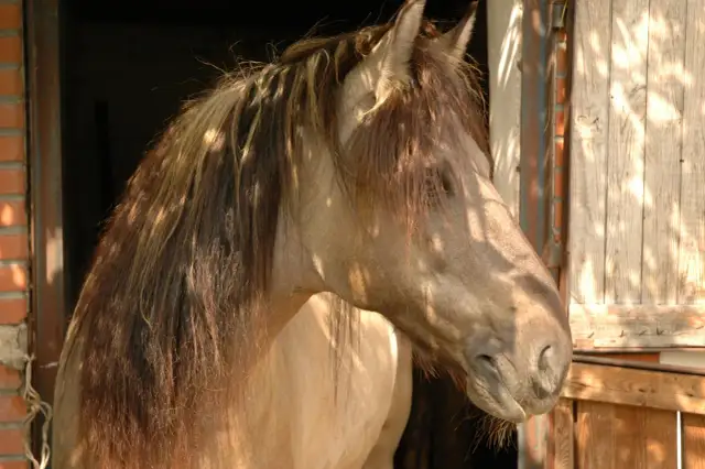 Jak kierować koniem? Odkryj sekrety delikatnej komunikacji!