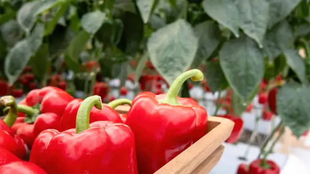 Czy pies może jeść paprykę? Bezpieczne odmiany i zasady podawania