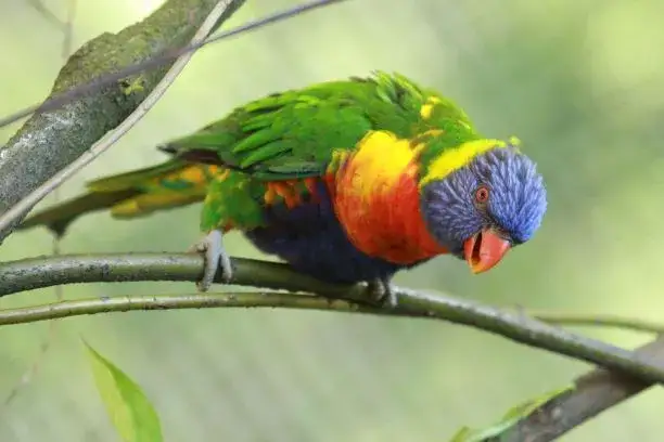 Kiedy jest dzień papugi? Poznaj datę i znaczenie tego święta