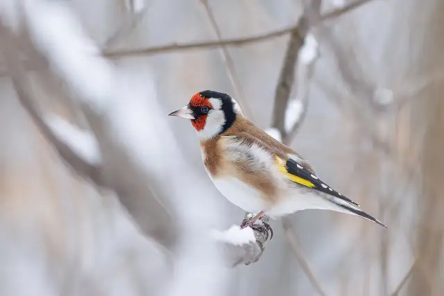 Czy szczygieł zimuje w Polsce? Poznaj jego sekrety
