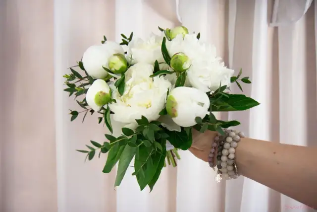 Sezon na piwonie kiedy - odkryj najlepszy czas na piękne kwiaty