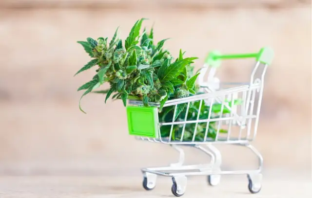 Sklep z nasionami konopi: Jak kupić legalnie i bezpiecznie?