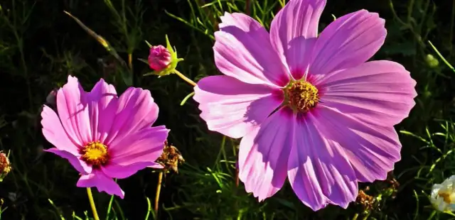 Kosmos kiedy siać: najlepszy czas na siew dla pięknych kwiatów