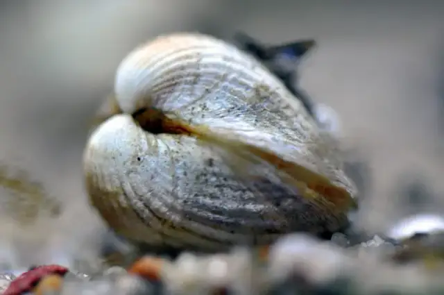 Jakie muszle występują w Bałtyku? Odkryj ich niezwykłe gatunki