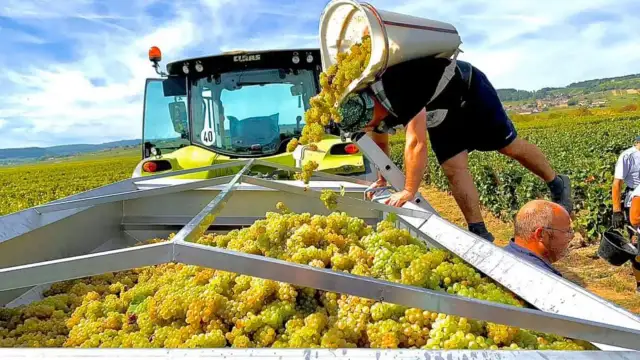 Winobranie we Francji: Ile zarobisz netto? Kalkulacje i koszty 2026