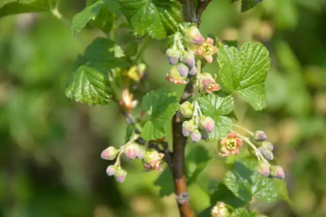 Jak kwitnie czarna porzeczka? Kluczowe etapy i pielęgnacja rośliny