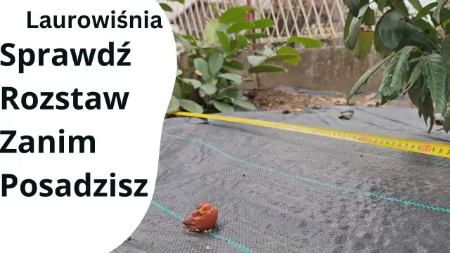 Jak sadzić laurowiśnię Novita, aby uniknąć rzadkiego żywopłotu?