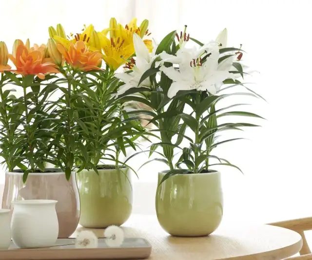 Jak sadzić lilie w doniczkach, aby uniknąć najczęstszych błędów