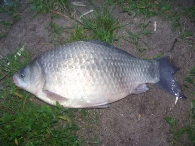 Łowisko Zofiówka: wszystko, co musisz wiedzieć o wędkowaniu