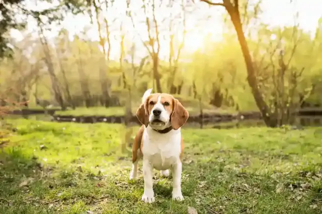 Odrobaczanie psa i kota: Jak chronić pupila i całą rodzinę?