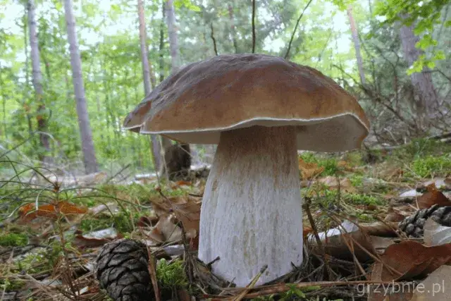 Brzozówki grzyby - poznaj wszystkie właściwości lecznicze i zastosowanie