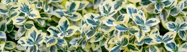 Trzmielina jaka gleba: idealne podłoże dla zdrowego wzrostu roślin