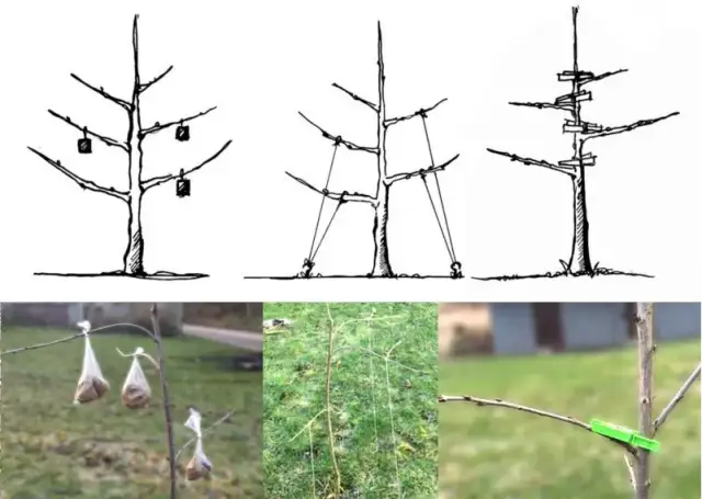 Jak prawidłowo przycinać drzewa owocowe? Poradnik krok po kroku