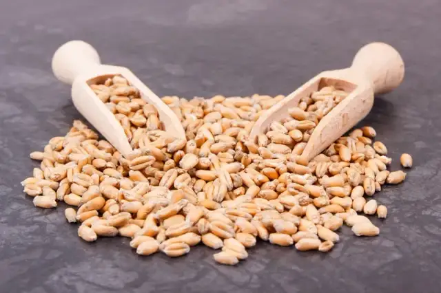 Czy makaron ma gluten? Rozwiewamy wątpliwości i wskazujemy alternatywy