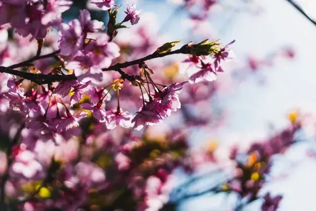 Najpiękniejsze kwiaty wiosenne: Przewodnik po ogrodzie i balkonie