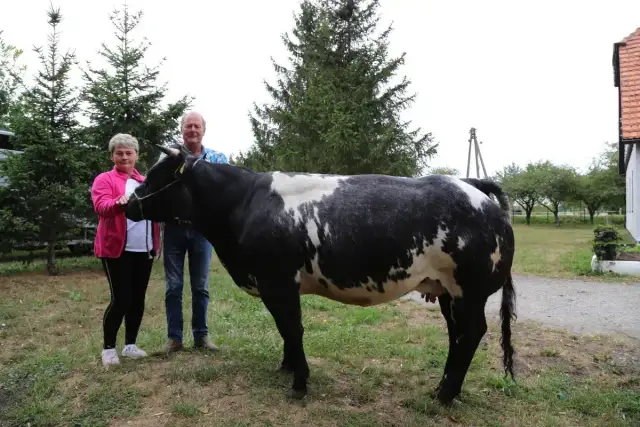 Para dumnych hodowców pozuje z okazałą krową belgijską, dumą ich gospodarstwa.
