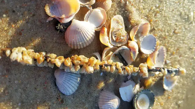 Jakie muszle występują w Bałtyku? Odkryj fascynujące gatunki!
