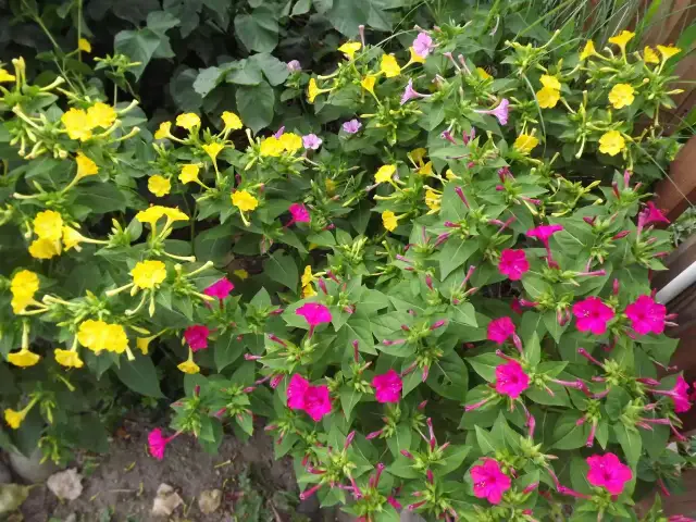 Dziwaczek: Kiedy i jak siać, by kwitł obficie?