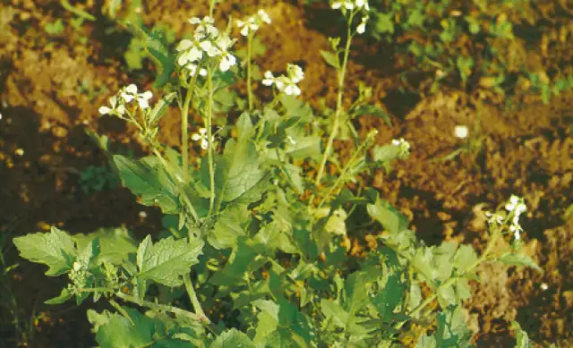 Świrzepa pospolita: Jak rozpoznać i skutecznie zwalczyć chwast?