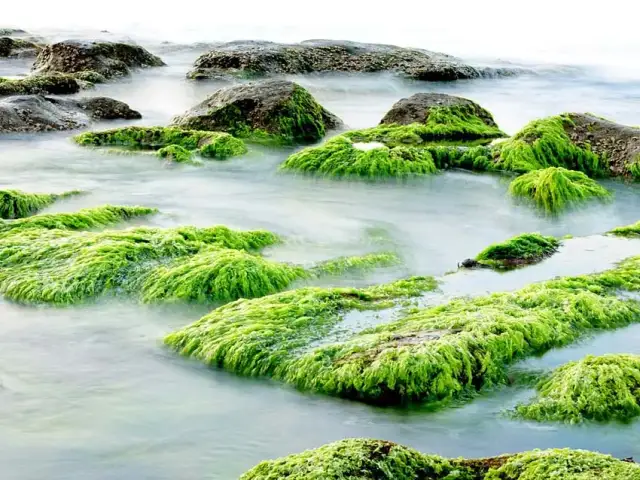Skąd jod nad morzem? Zaskakujące źródła i korzyści dla zdrowia