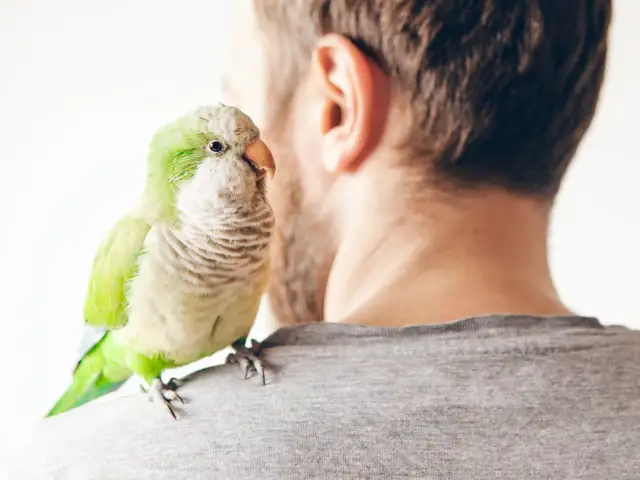 Czy papuga Cię rozpoznaje? Zaskakujące sekrety ptasiej percepcji