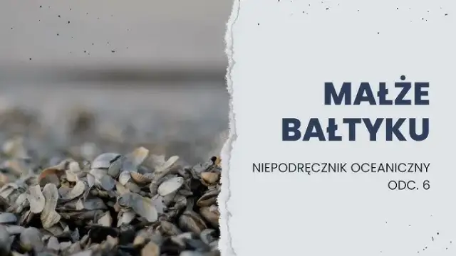 Jakie muszle występują w Bałtyku? Odkryj niezwykłe gatunki!