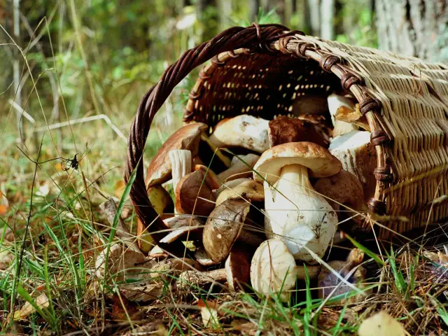 Przewrócony koszyk z grzybami leśnymi na trawie.