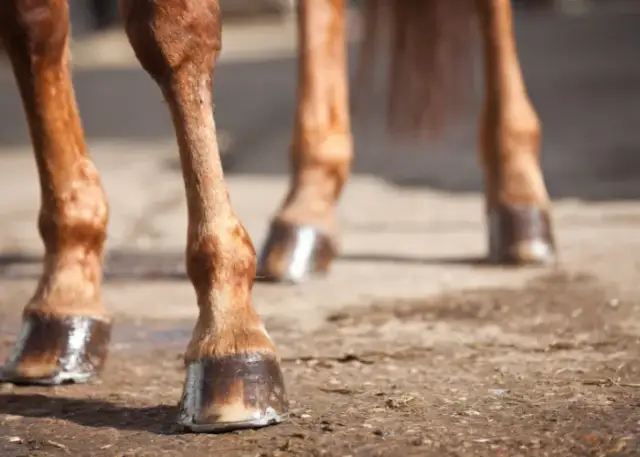 Jak rozpoznać objawy ochwatu u konia i uniknąć poważnych problemów