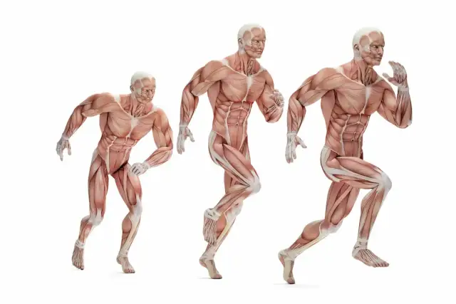 Trzy modele anatomiczne ukazujące różne typy budowy ciała w ruchu.