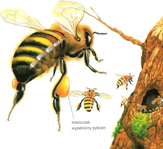 Jak pszczoły się rozmnażają? Odkryj tajniki ich życia i rozwoju