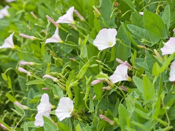 Jak skutecznie zwalczyć powój chwast i chronić swoje uprawy