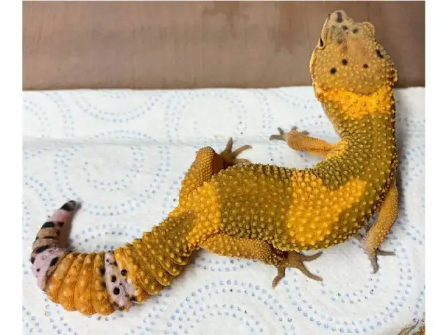 Ile kosztuje gekon lamparci? Ceny, które zaskoczą każdego miłośnika