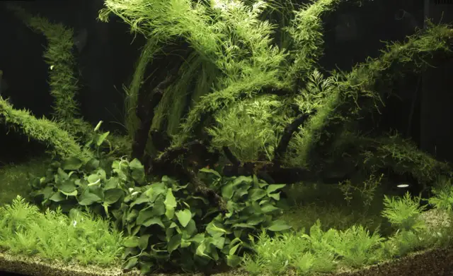 Żelazo w akwarium: Kiedy i jak nawozić, by uniknąć glonów?